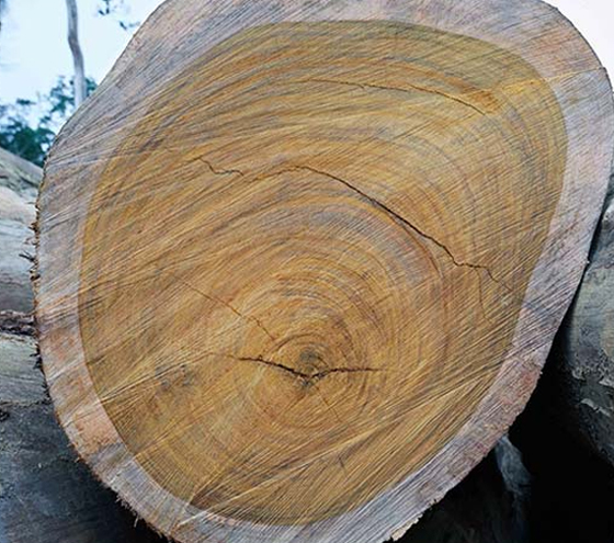 American Oak wood