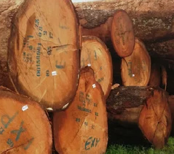 ayous wood logs