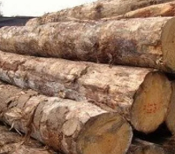 ayous wood logs