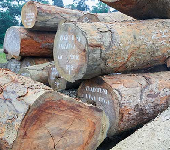 azobe wood logs