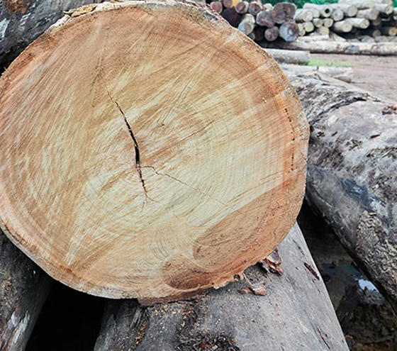 azobe timber logs