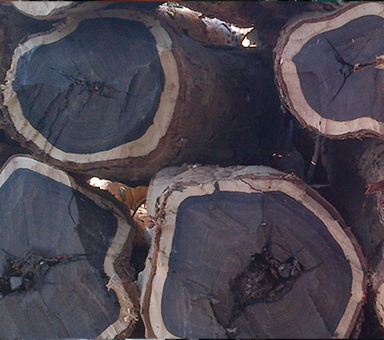 ebony wood logs