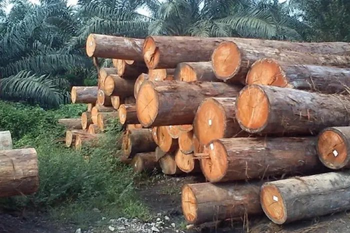 Meranti timber