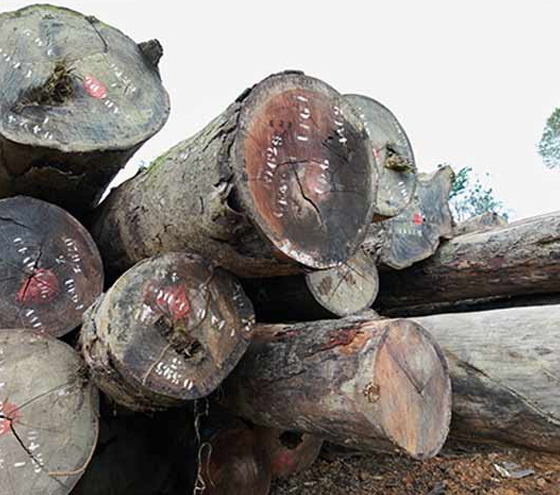 tali wood logs