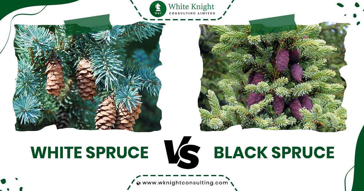 white vs black spruce