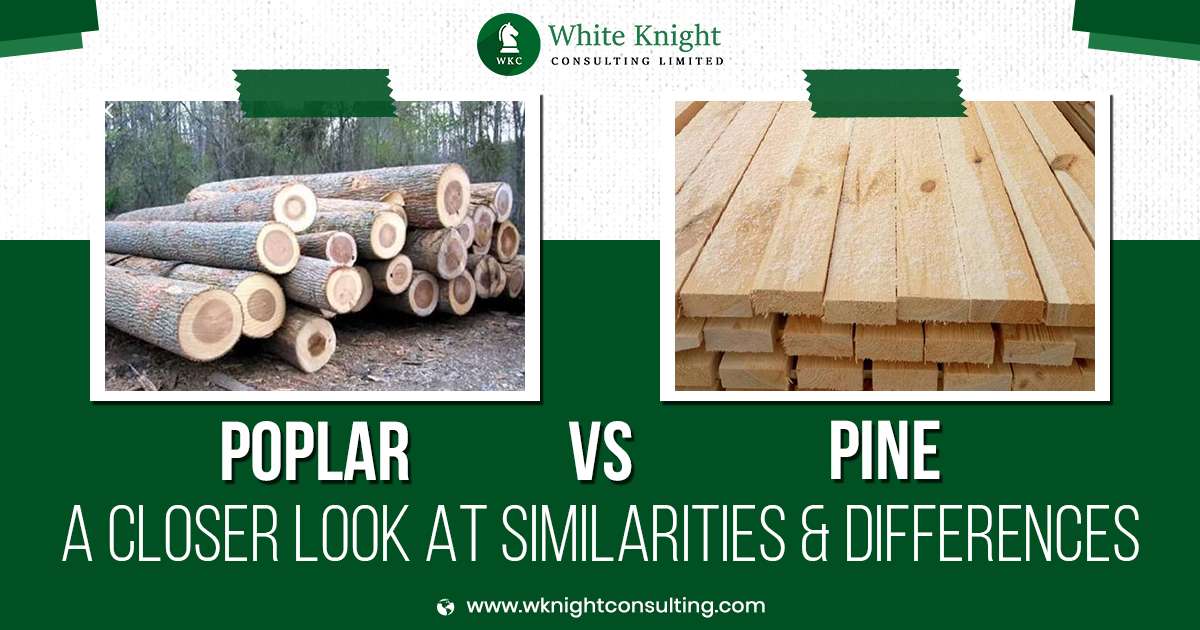 comparison between poplar and pine wood